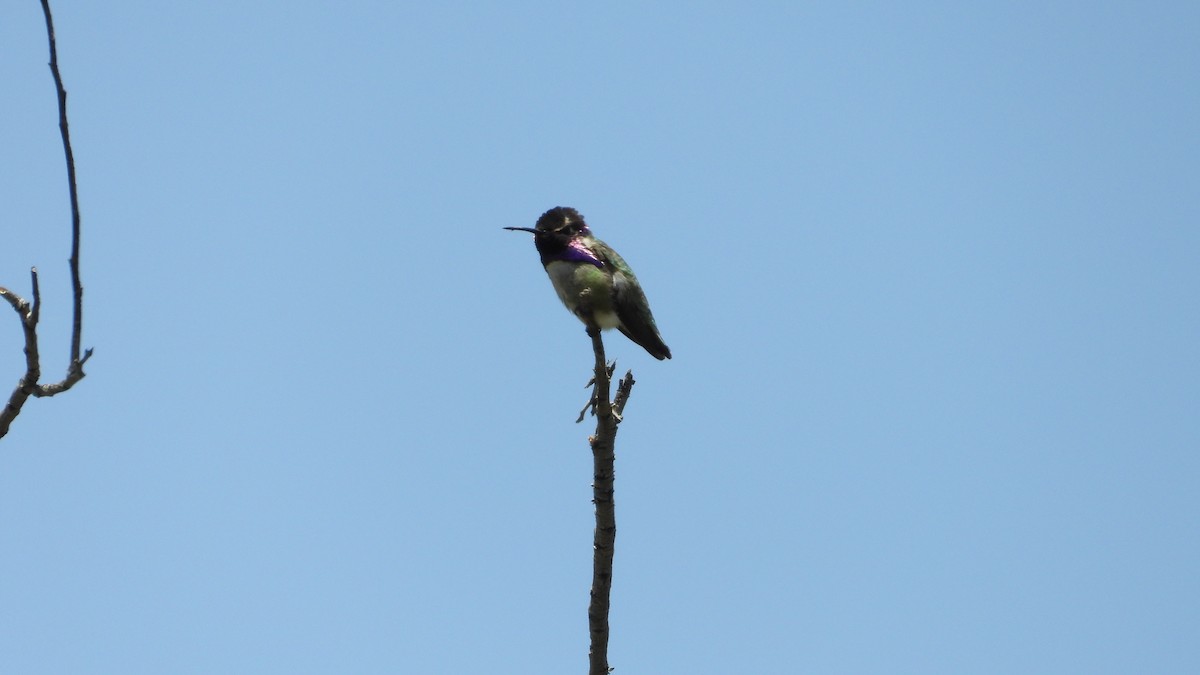 Costa's Hummingbird - ML618768512