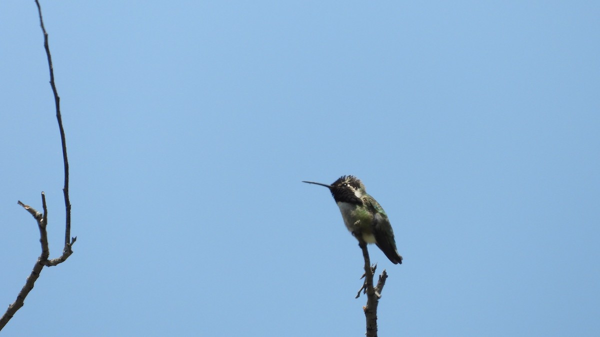 Costa's Hummingbird - ML618768520