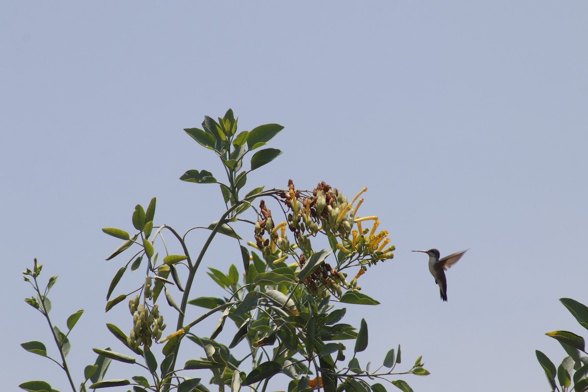 Violet-crowned Hummingbird - ML618768576