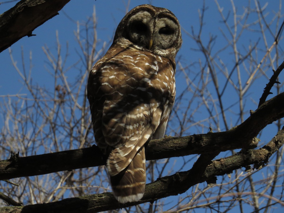 Barred Owl - ML618768582