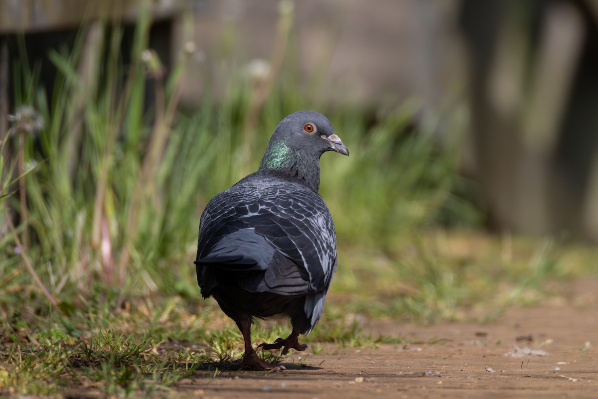 Rock Pigeon (Feral Pigeon) - ML618768595