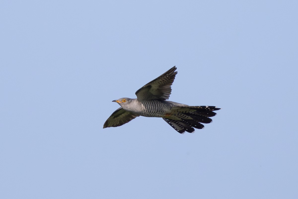 Common Cuckoo - ML618768605