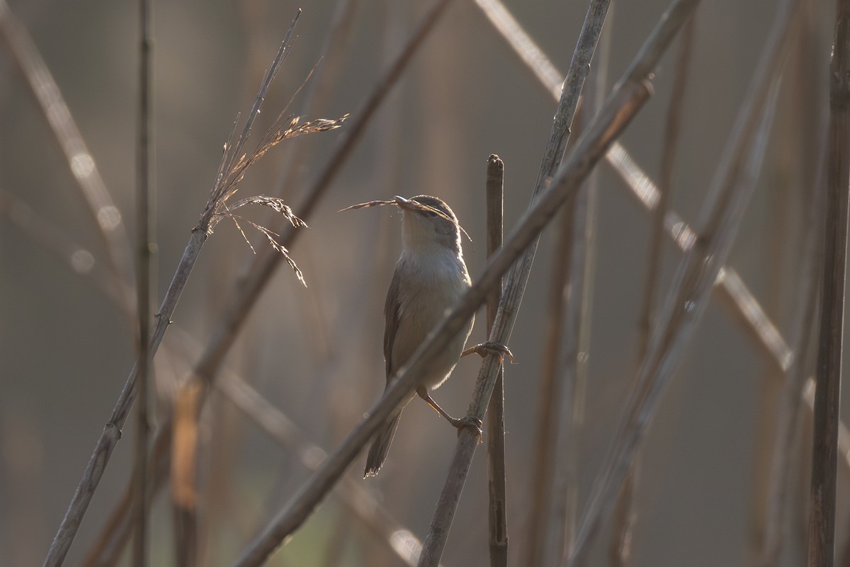 Common Reed Warbler - ML618768638