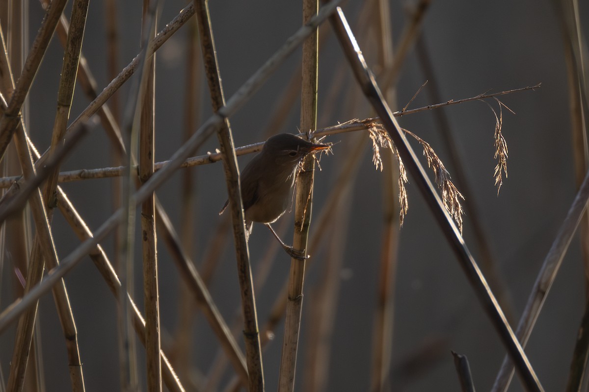 Common Reed Warbler - ML618768639