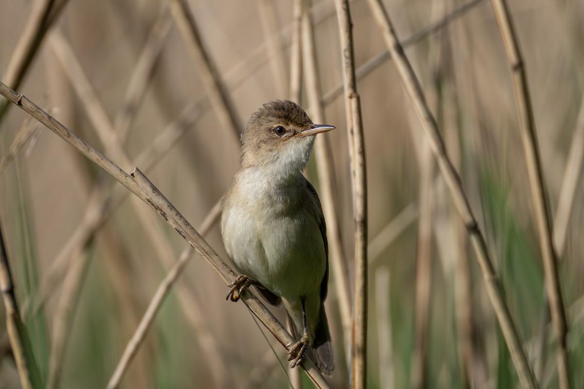 Common Reed Warbler - ML618768640