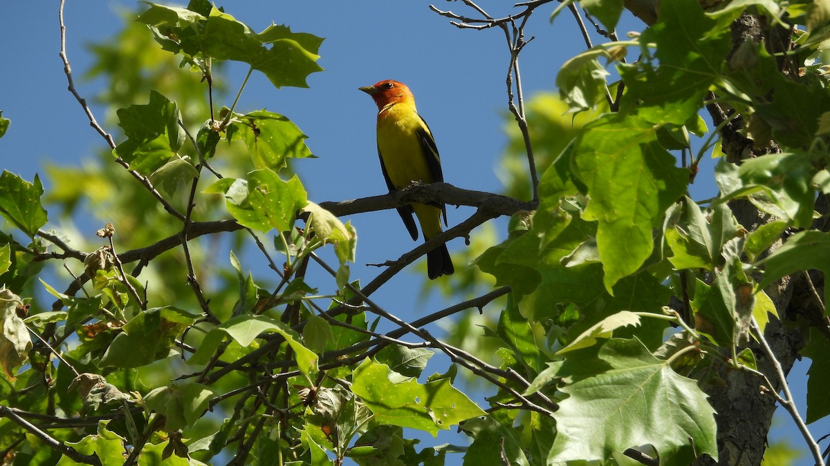 Western Tanager - ML618768674