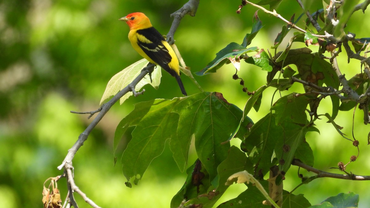 Western Tanager - ML618768681