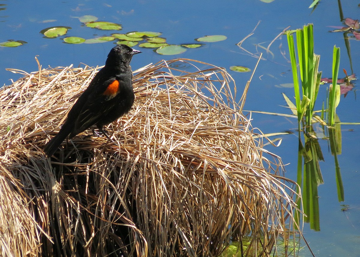 Red-winged Blackbird (Red-winged) - ML618768774