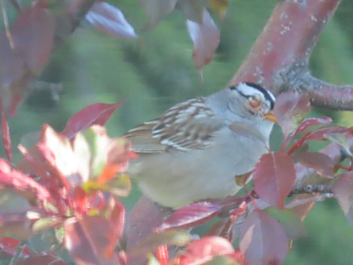 White-crowned Sparrow - ML618768776