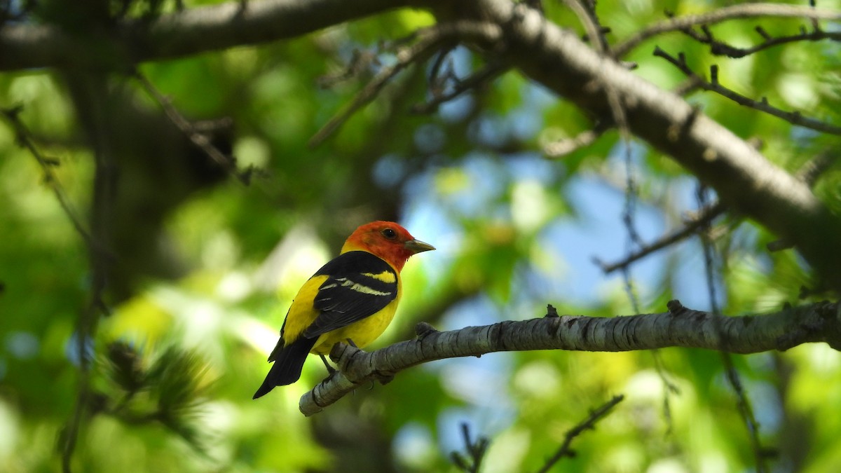 Western Tanager - ML618768790