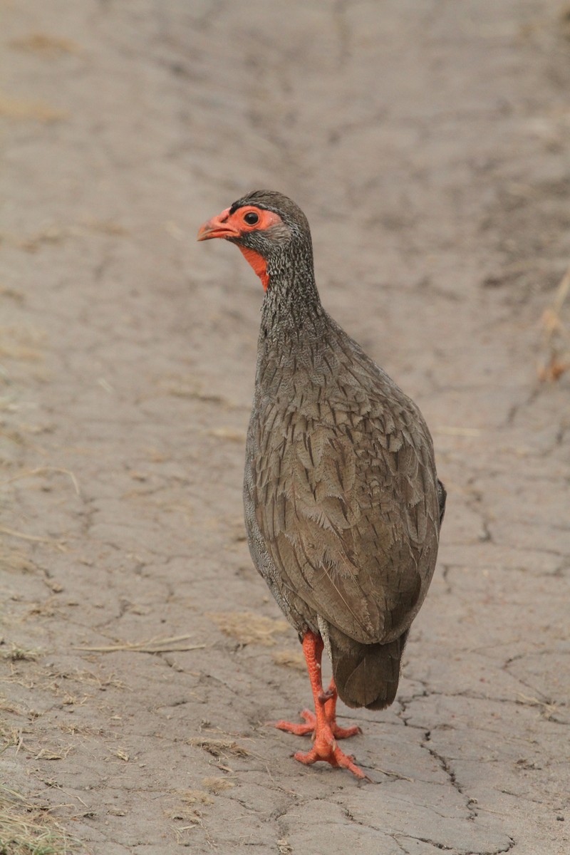 Red-necked Spurfowl - ML618768799