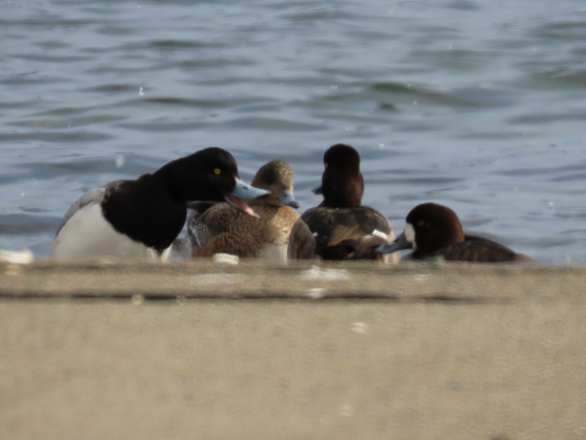 Greater Scaup - ML618768808