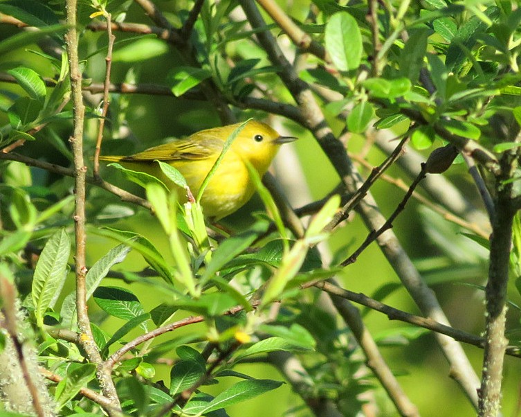 Yellow Warbler (Northern) - Lisa Genuit