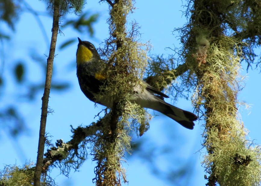 Yellow-rumped Warbler (Audubon's) - Lisa Genuit