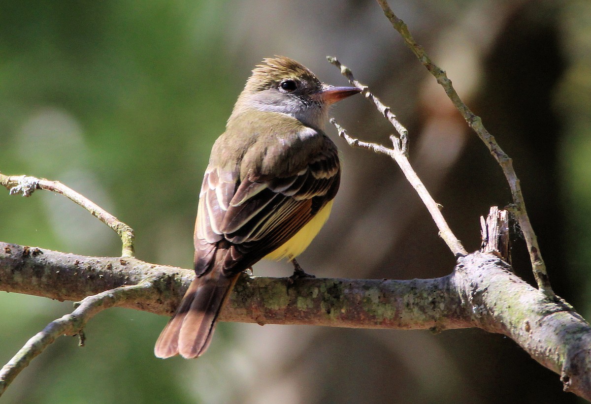 Great Crested Flycatcher - ML618768895