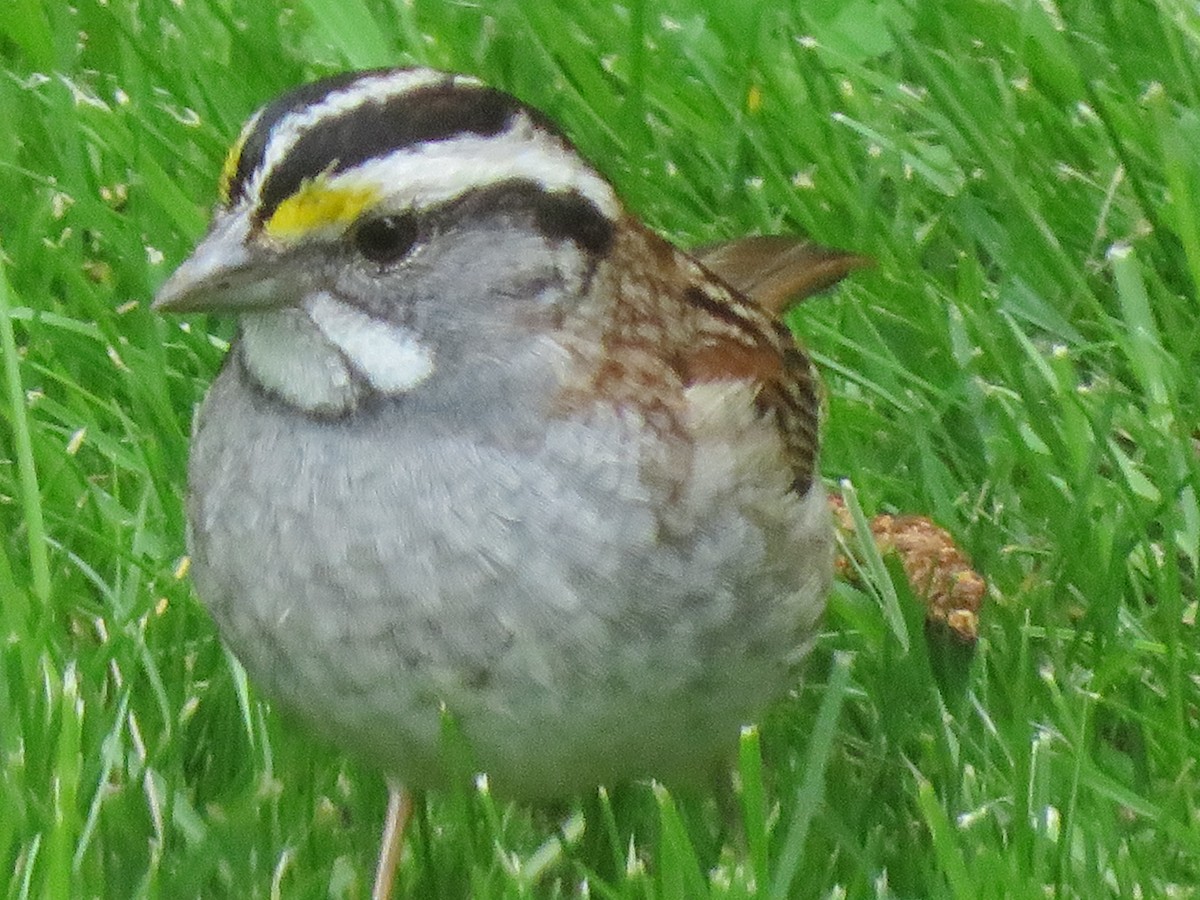 White-throated Sparrow - ML618768912