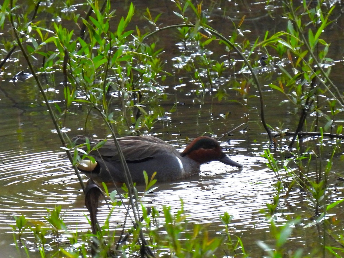 Green-winged Teal - ML618768913
