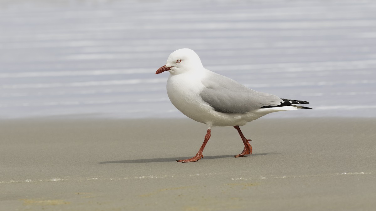 Silver Gull (Red-billed) - ML618768919