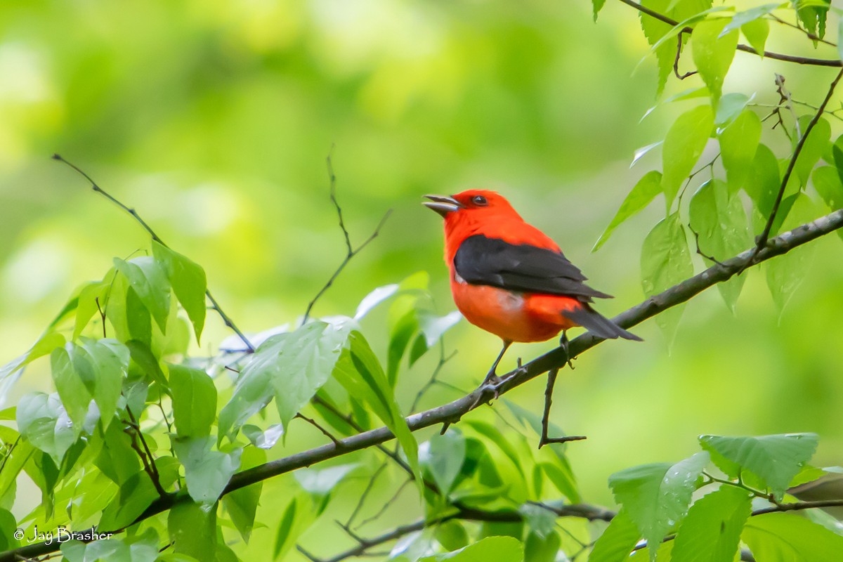Scarlet Tanager - ML618768937