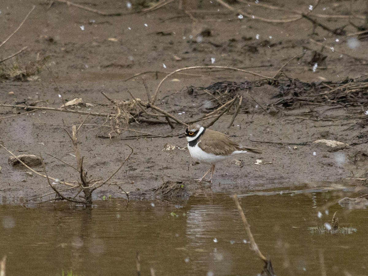 Little Ringed Plover (curonicus) - ML618768943