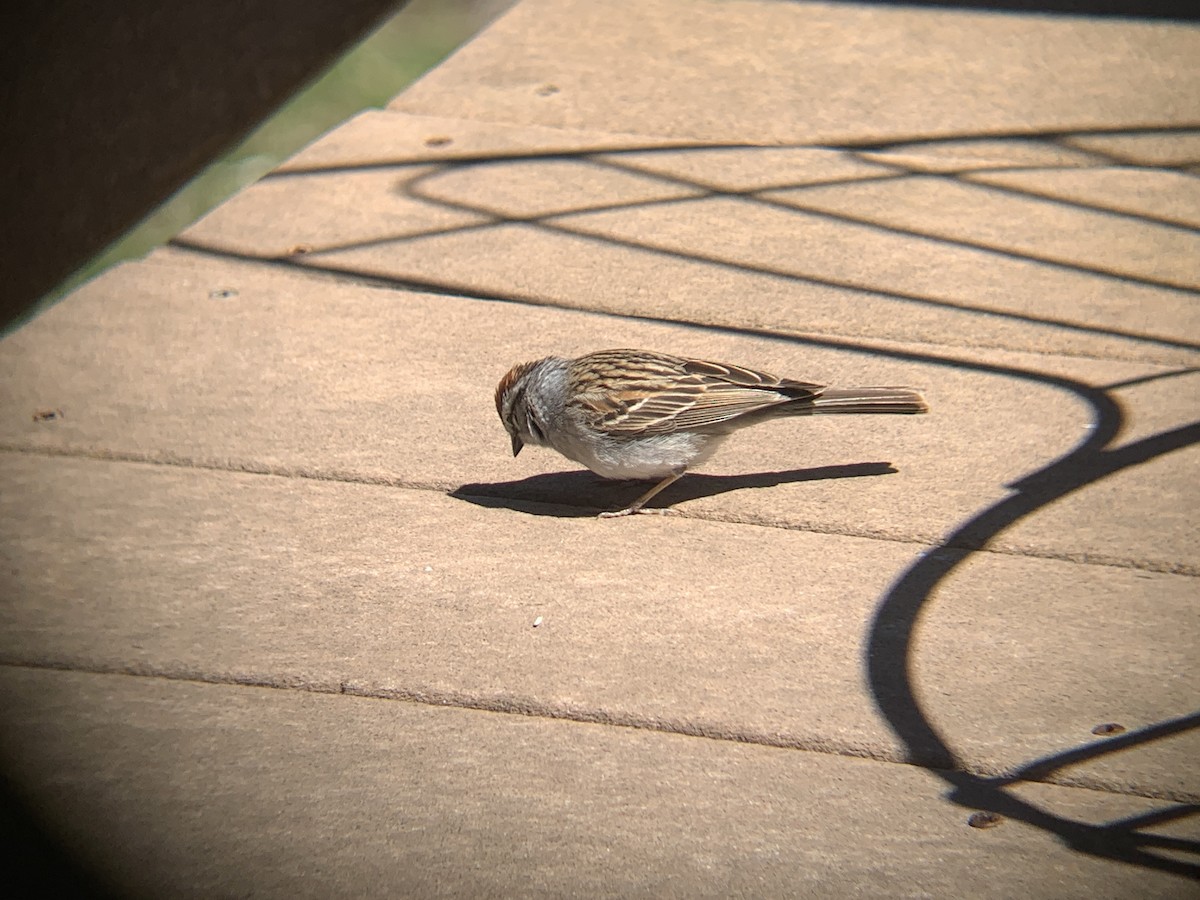 Chipping Sparrow - ML618768980