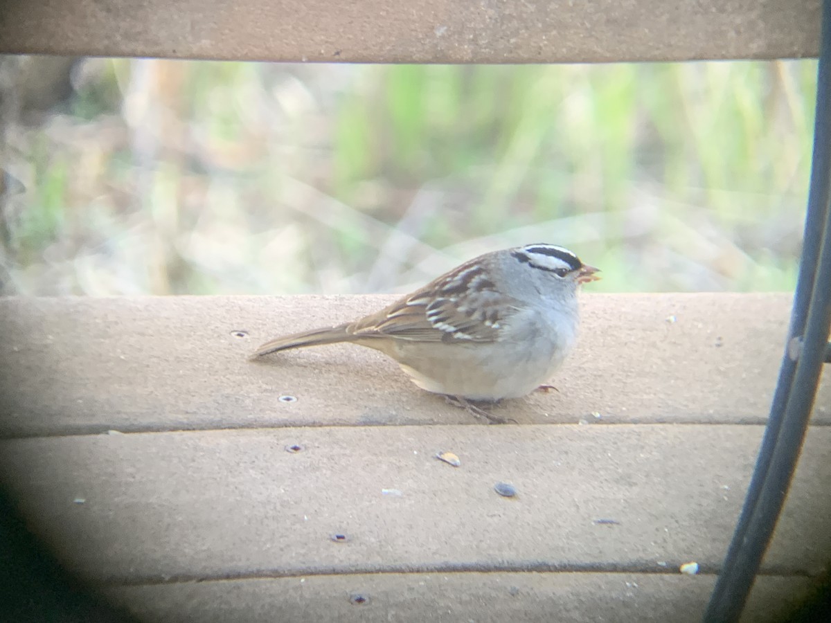 White-crowned Sparrow - ML618768987