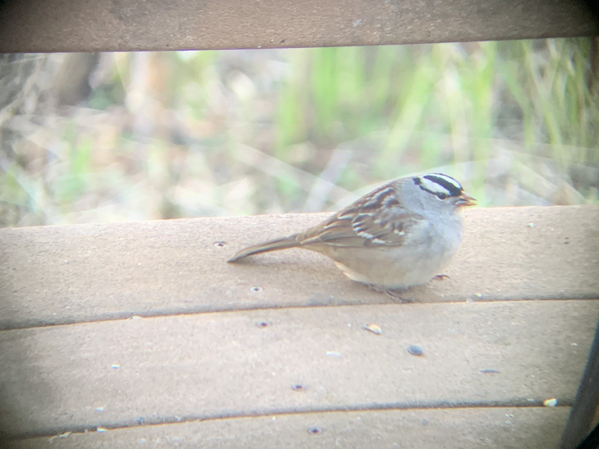 White-crowned Sparrow - ML618768988
