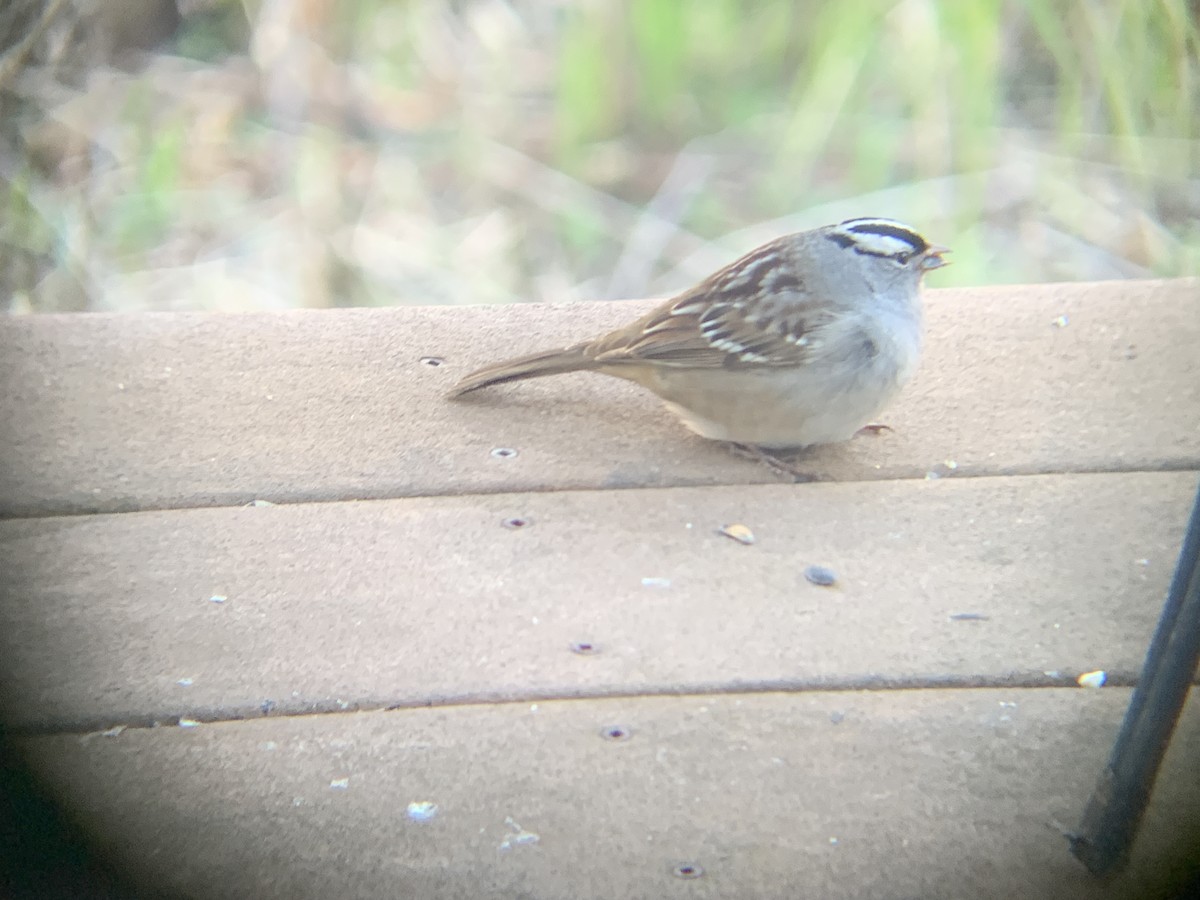 White-crowned Sparrow - ML618768989