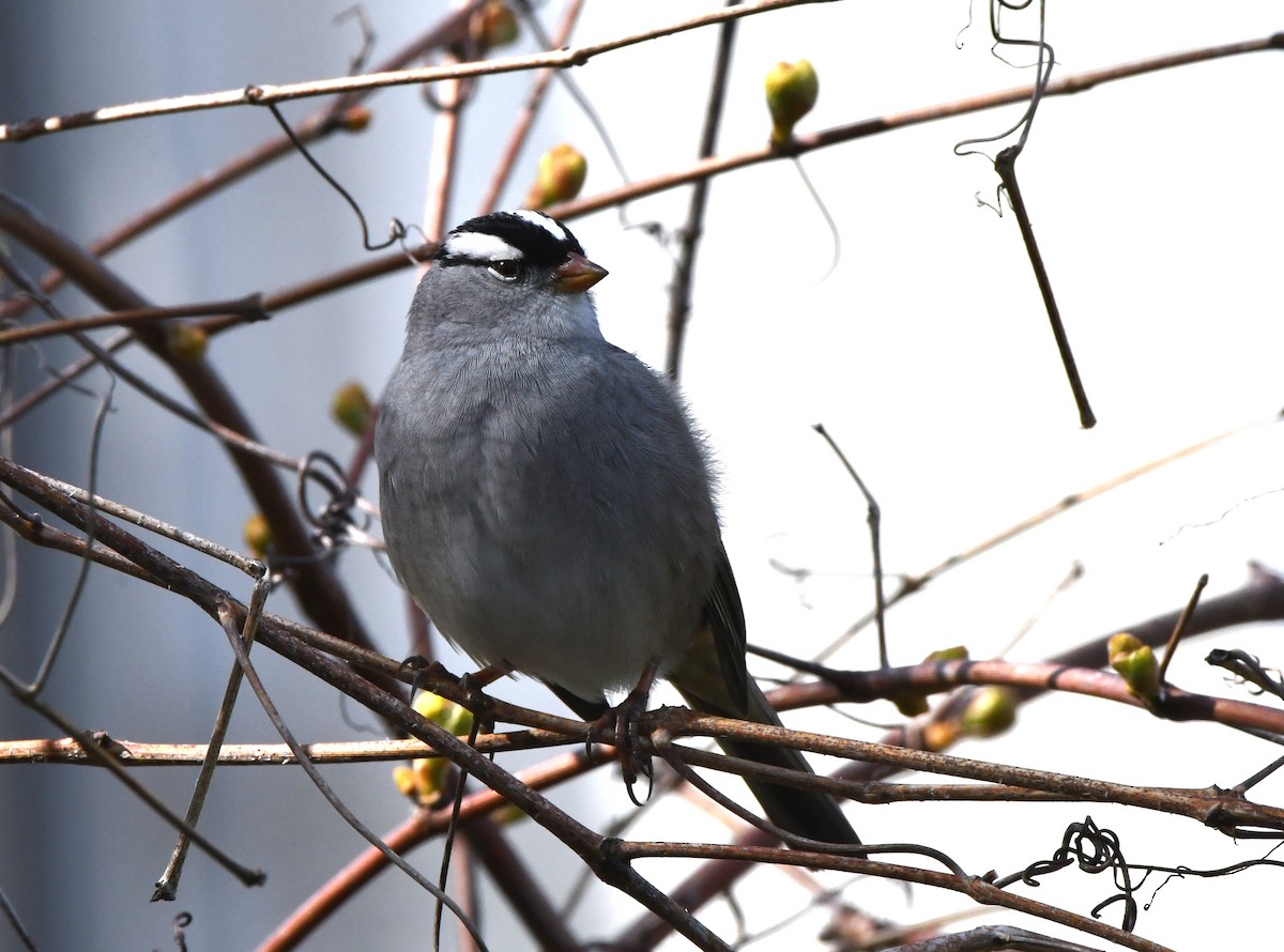 White-crowned Sparrow - ML618769048