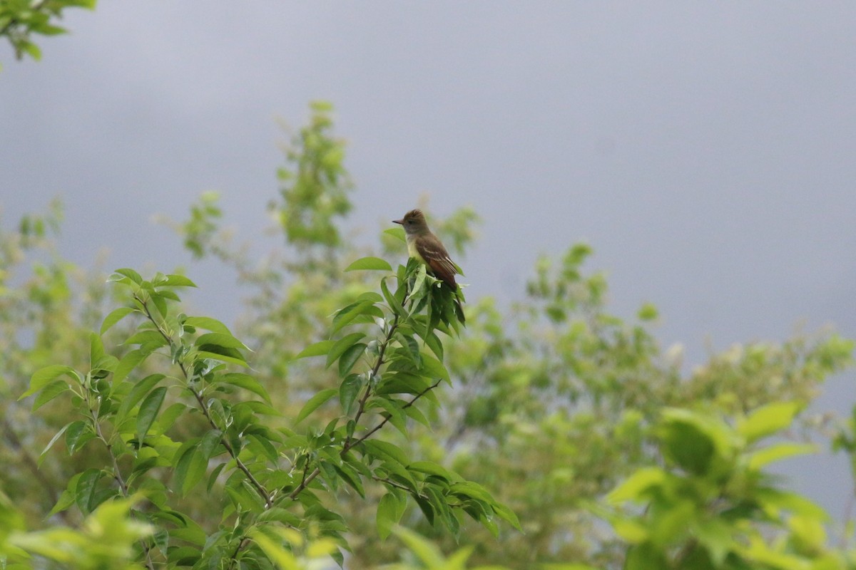 Great Crested Flycatcher - ML618769079