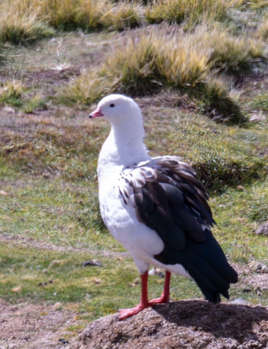 Andean Goose - ML618769096