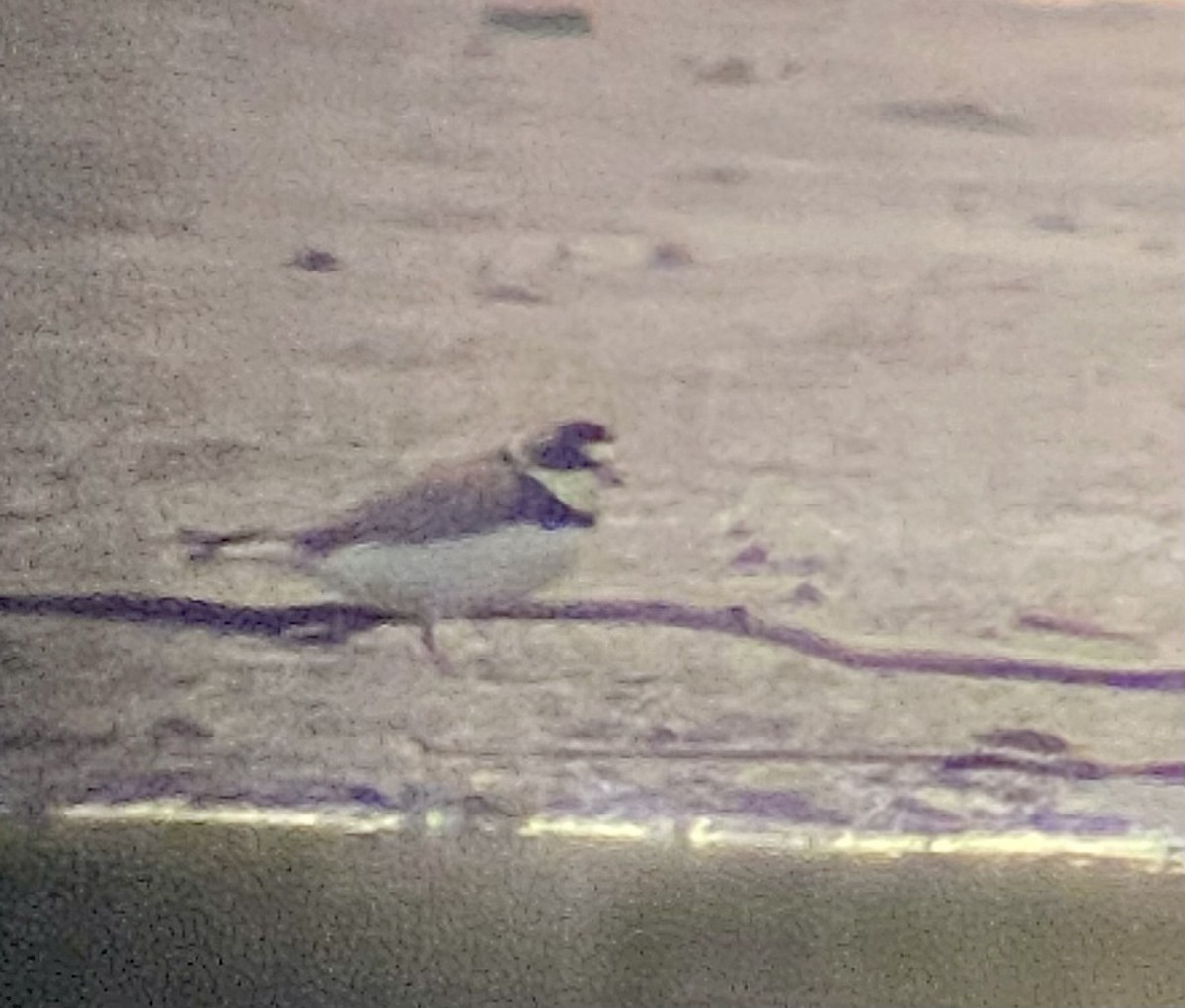 Semipalmated Plover - ML618769097