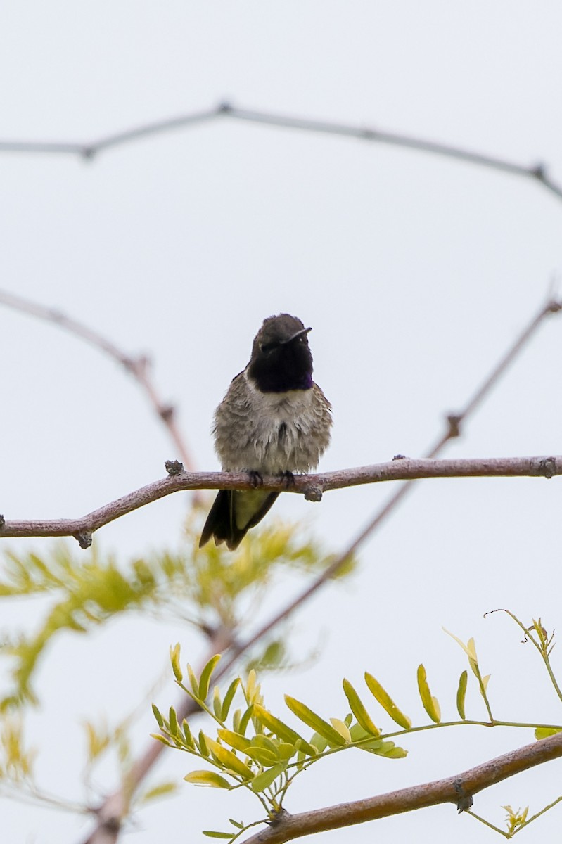 Black-chinned Hummingbird - Kyle Shay