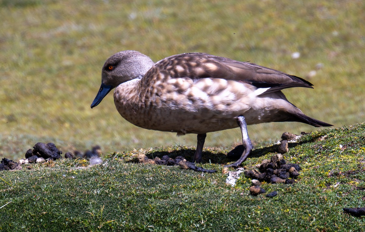 Crested Duck - ML618769119