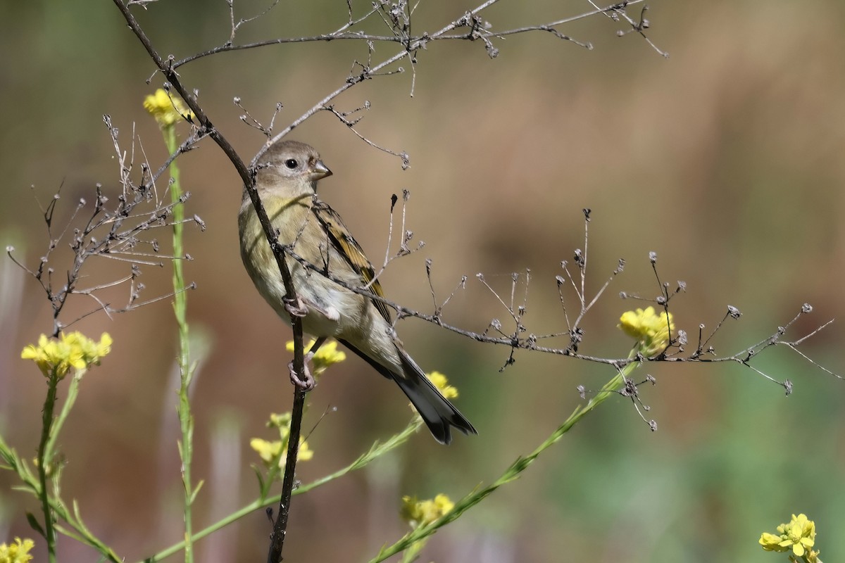 Lawrence's Goldfinch - ML618769137