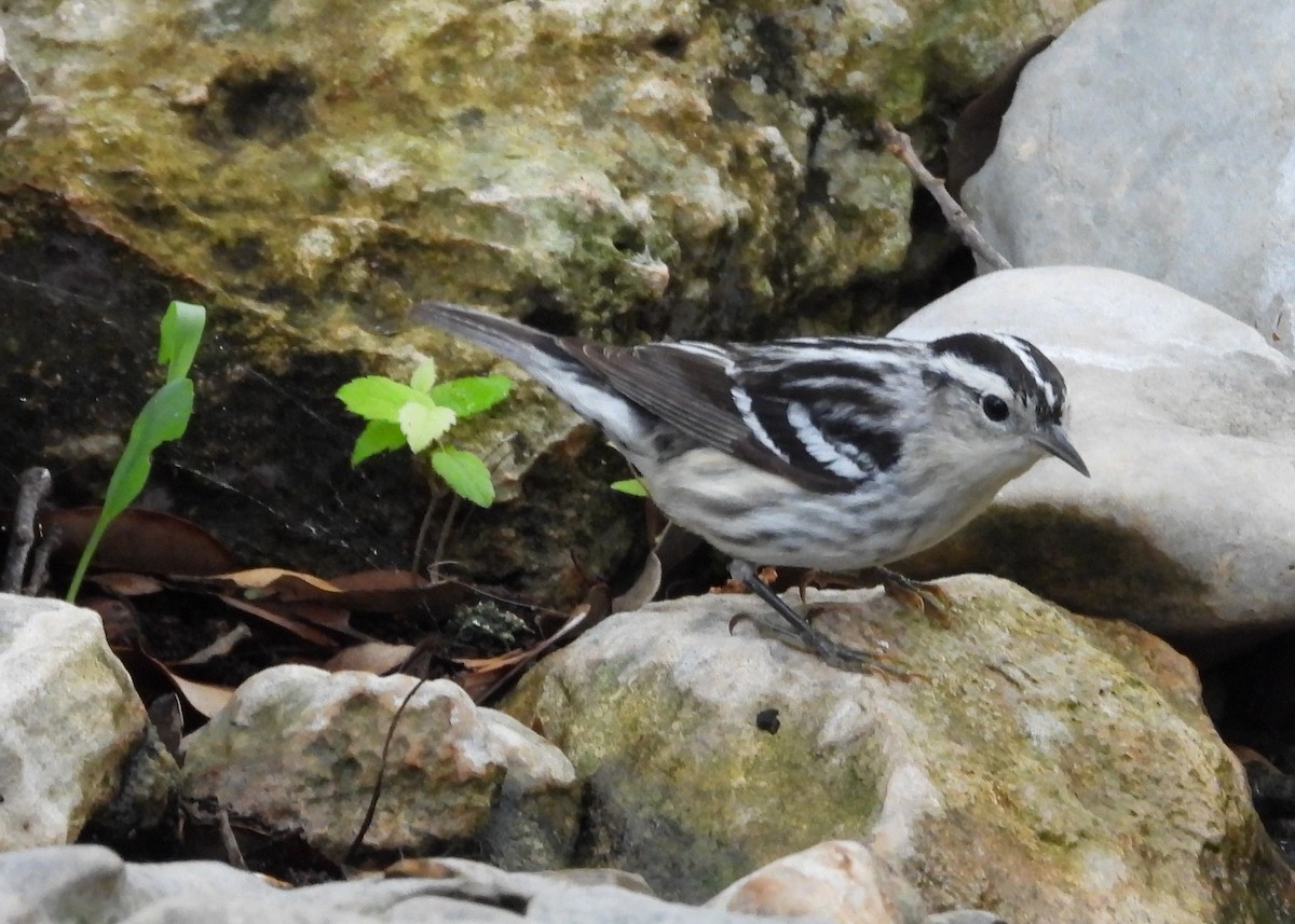 Black-and-white Warbler - ML618769237