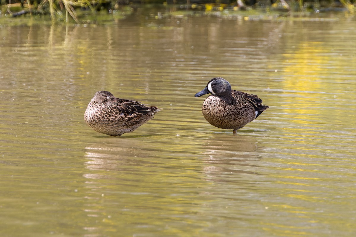 Blue-winged Teal - ML618769248