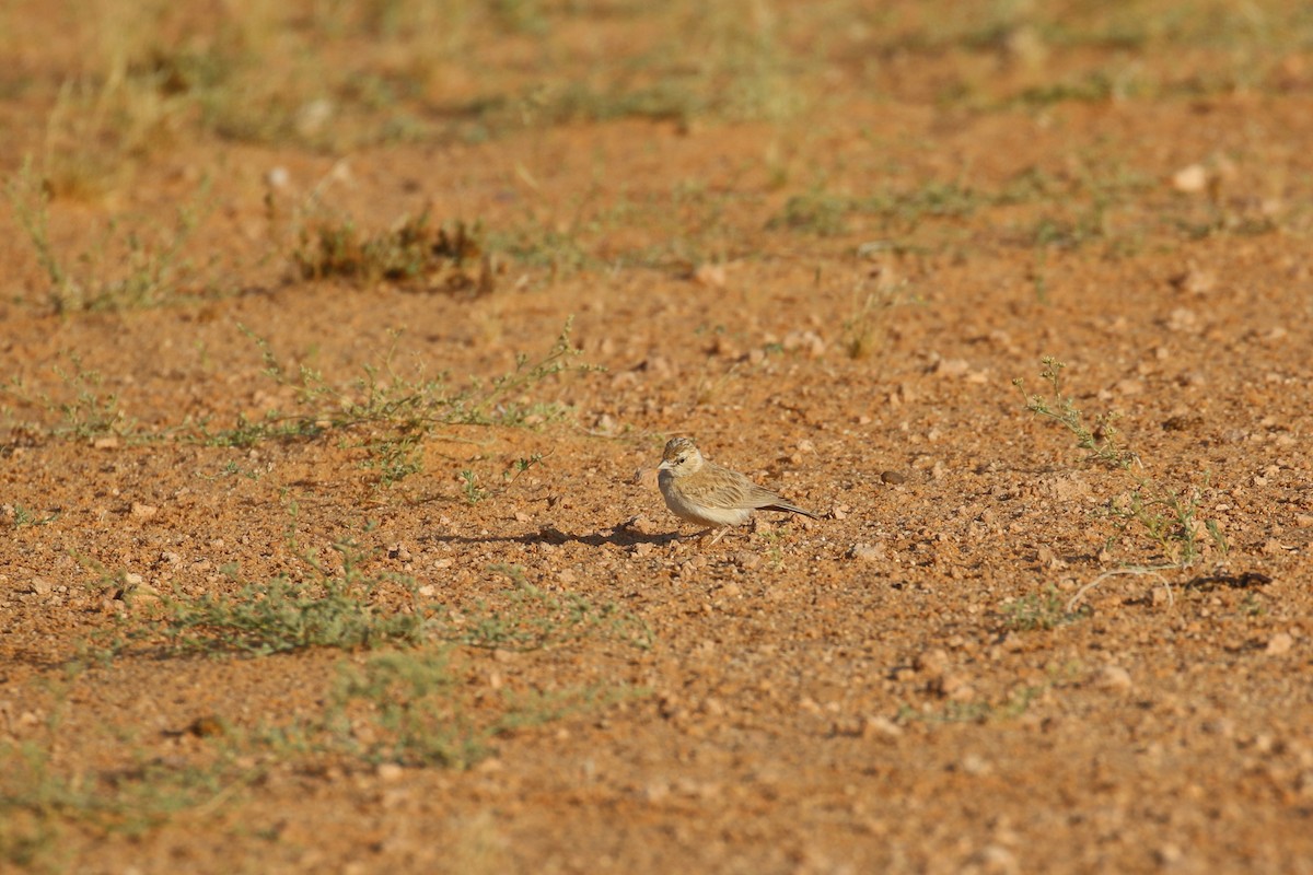 Black-crowned Sparrow-Lark - ML618769261