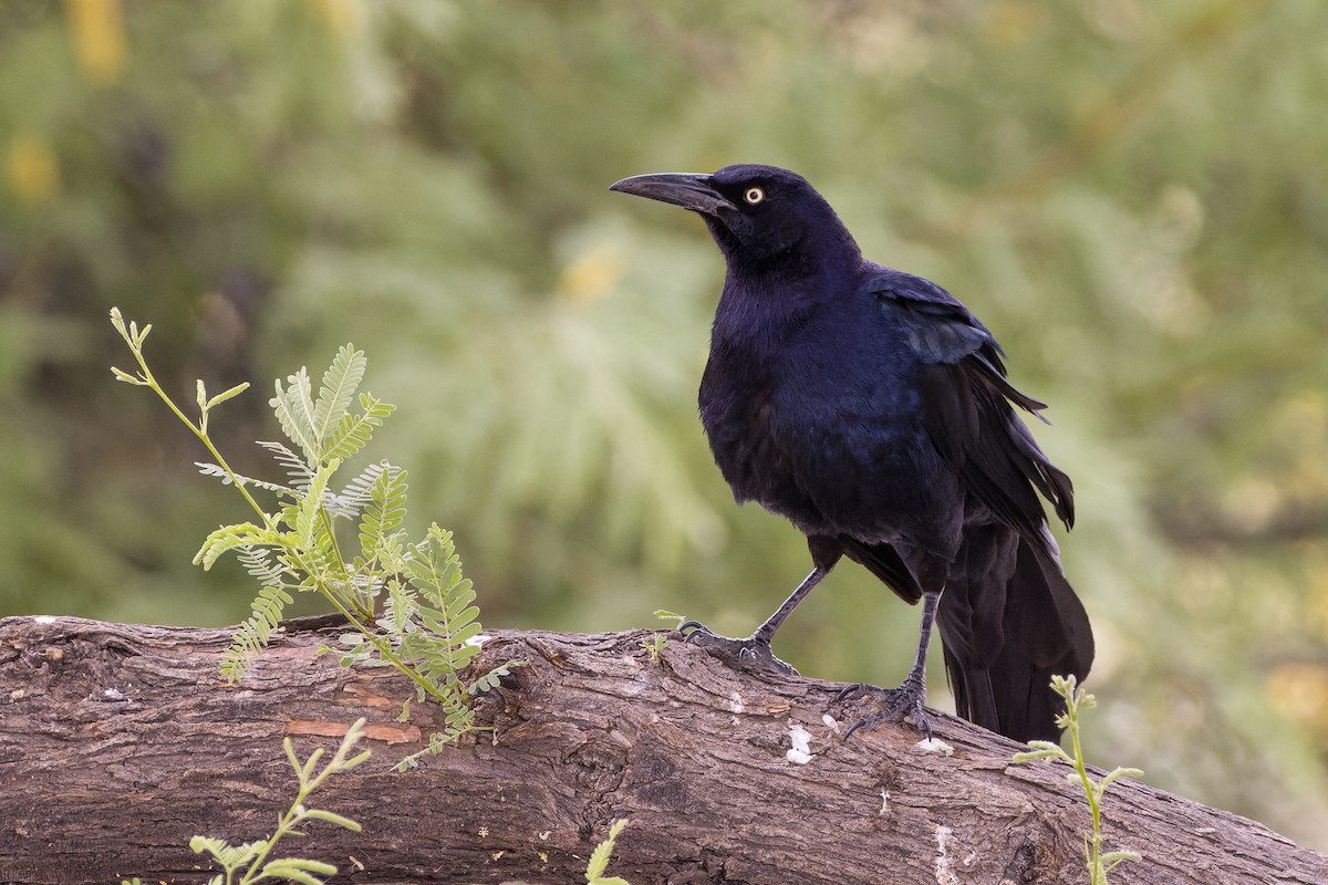 Great-tailed Grackle - ML618769312