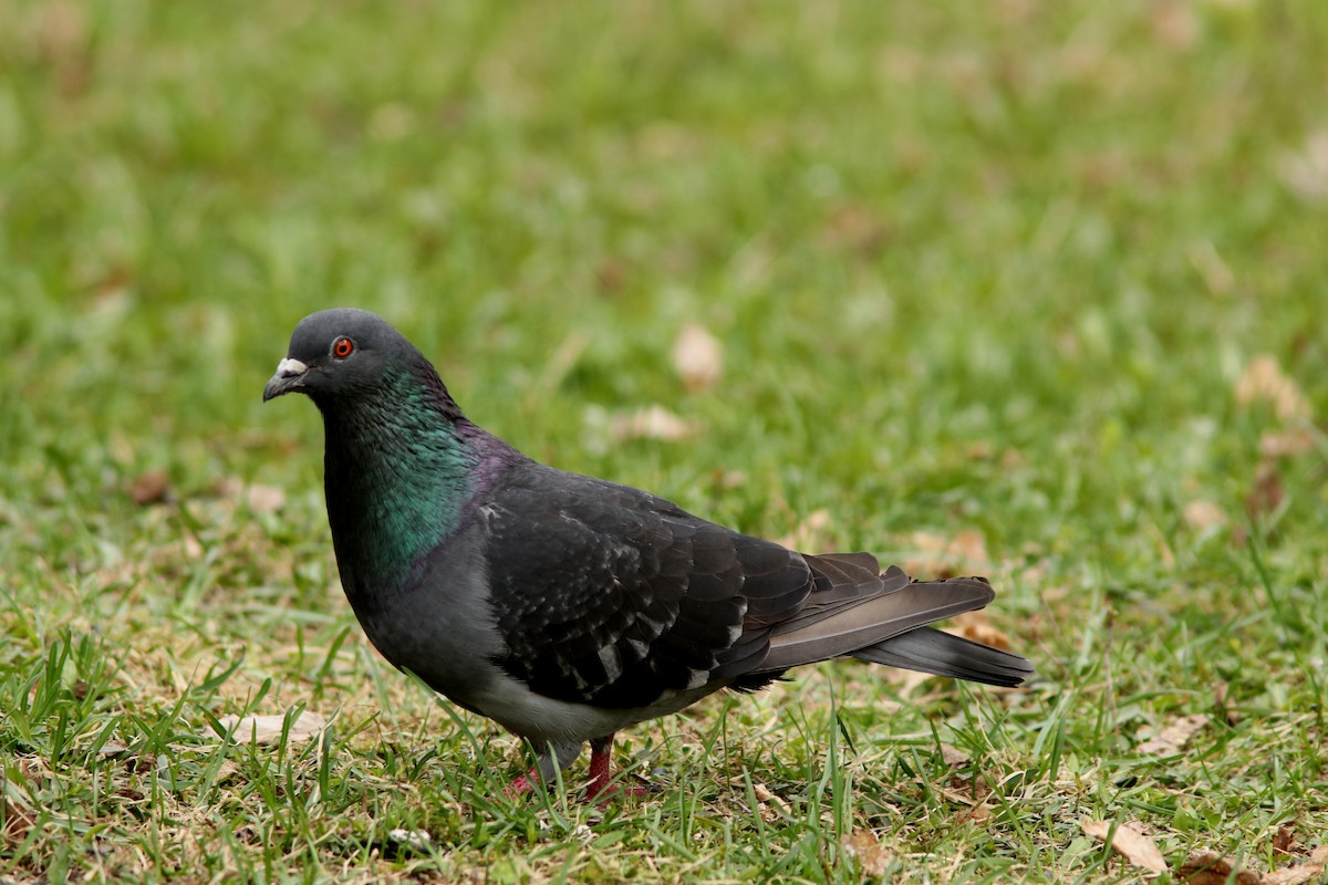 Rock Pigeon (Feral Pigeon) - ML618769367