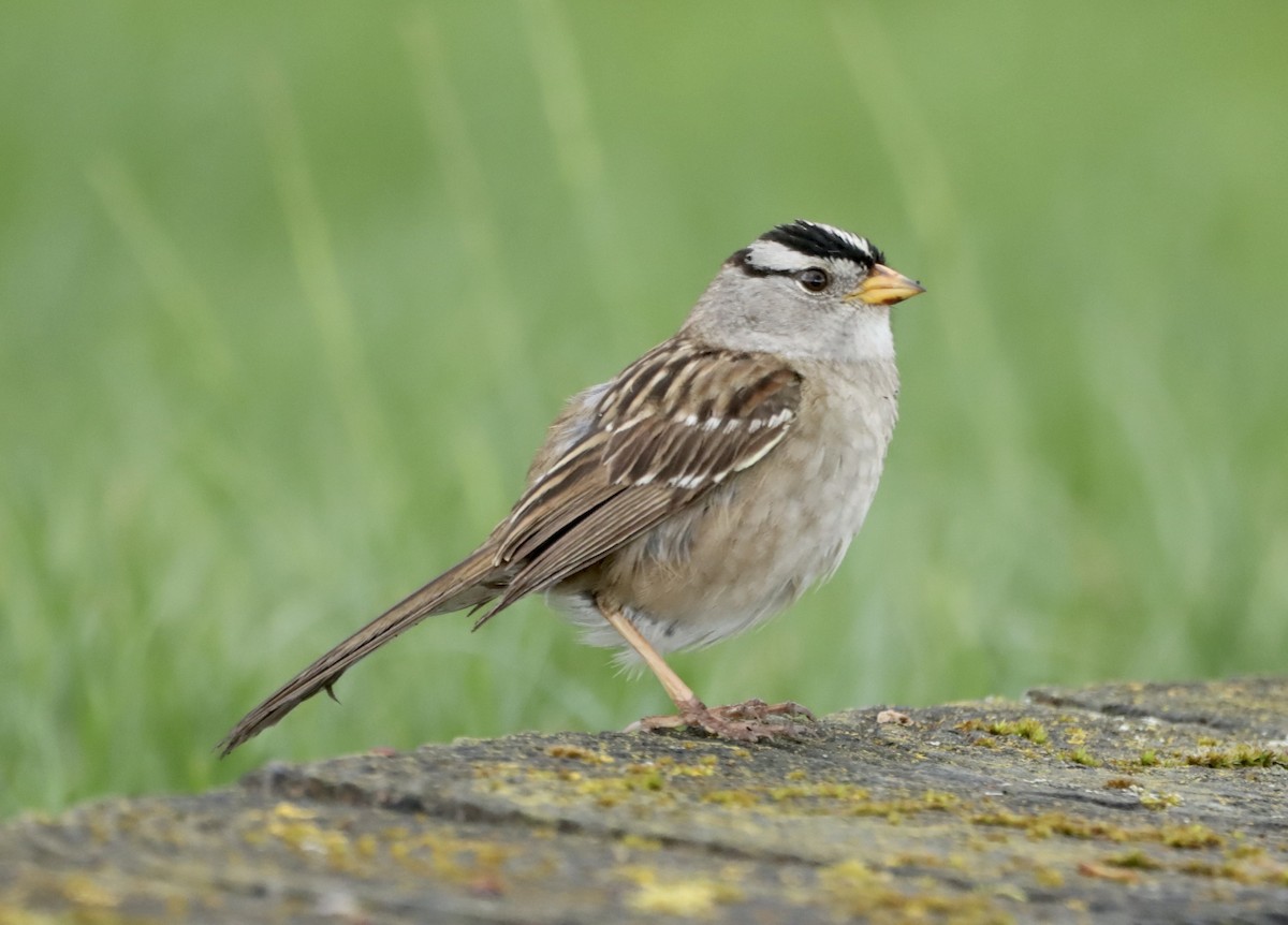 White-crowned Sparrow - ML618769397
