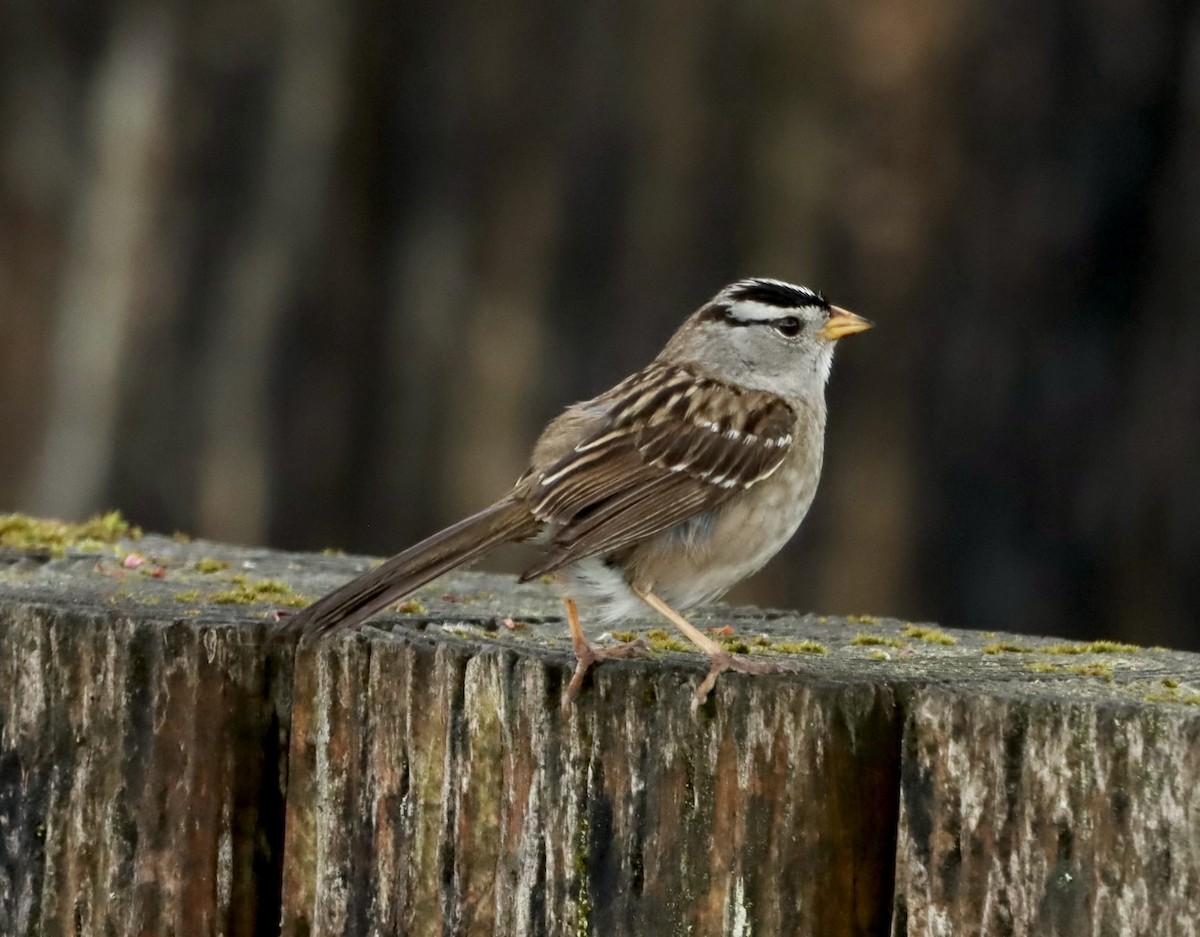 White-crowned Sparrow - ML618769398
