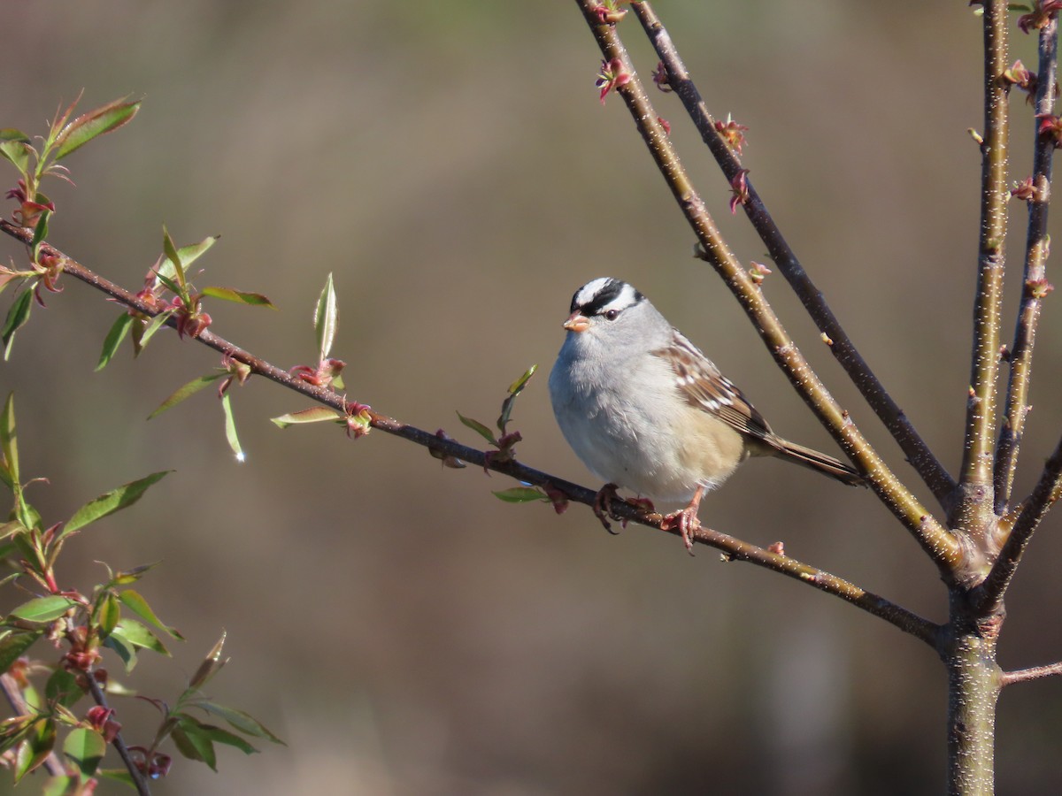 White-crowned Sparrow - ML618769408