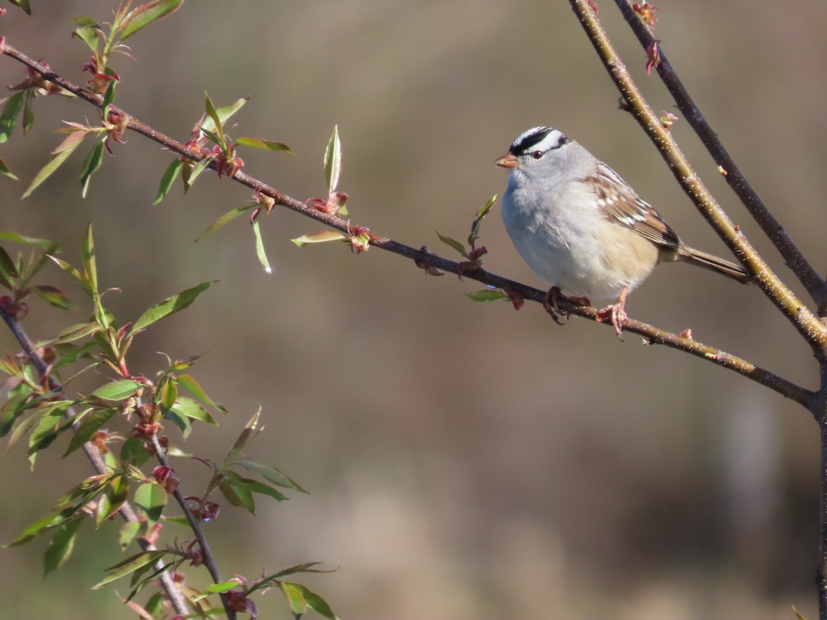 White-crowned Sparrow - ML618769412