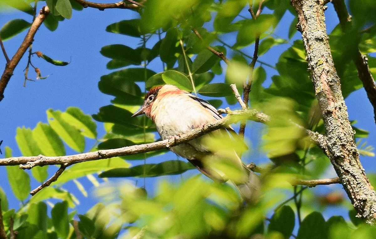 Bay-breasted Warbler - Hugh Barger