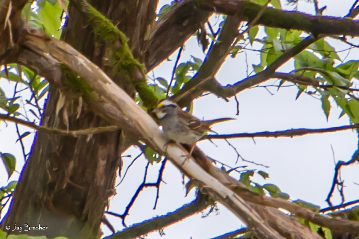 White-throated Sparrow - ML618769431