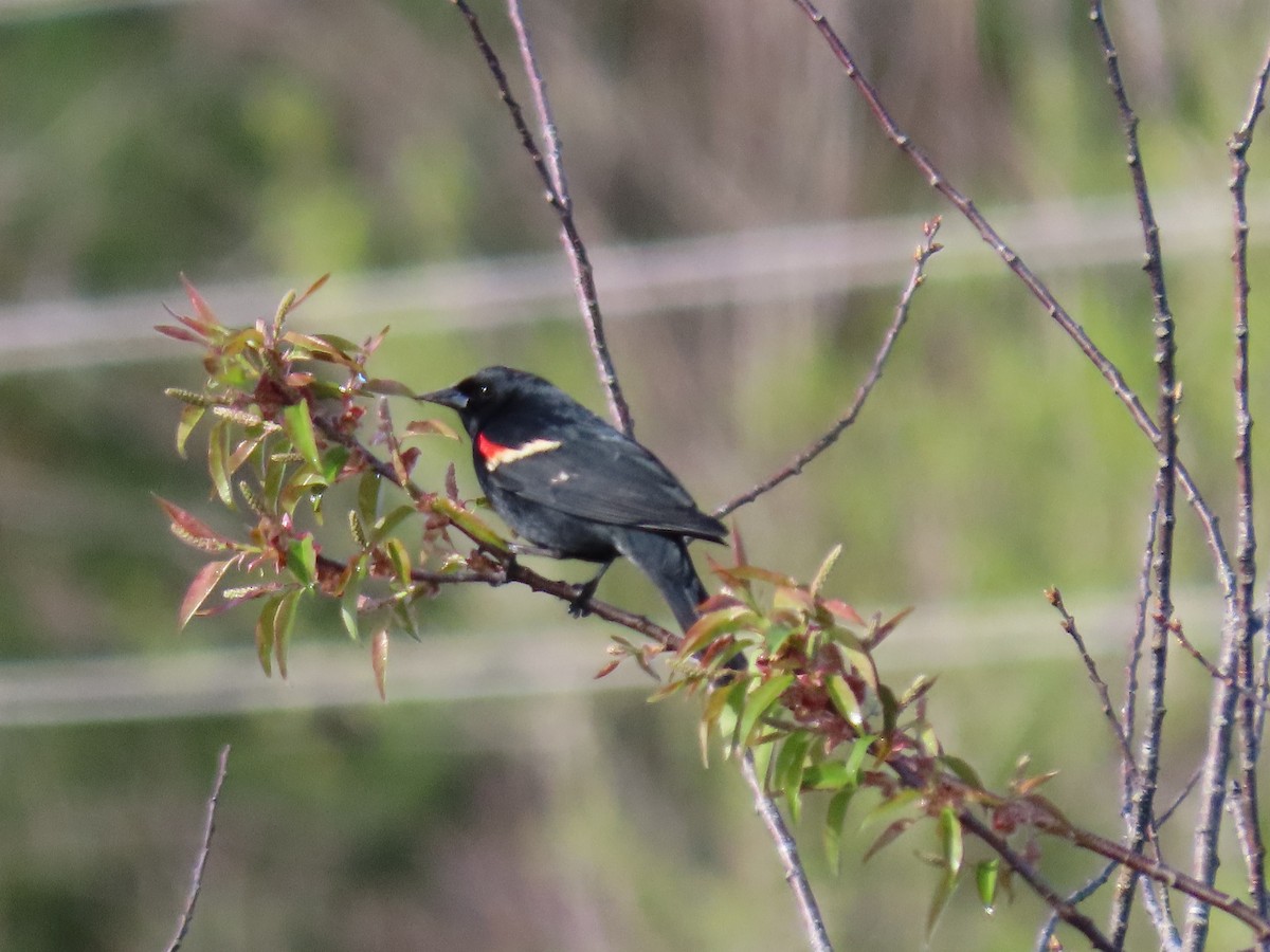 Red-winged Blackbird - ML618769439