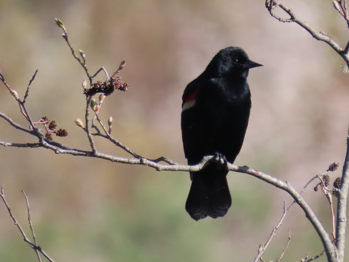 Red-winged Blackbird - ML618769441
