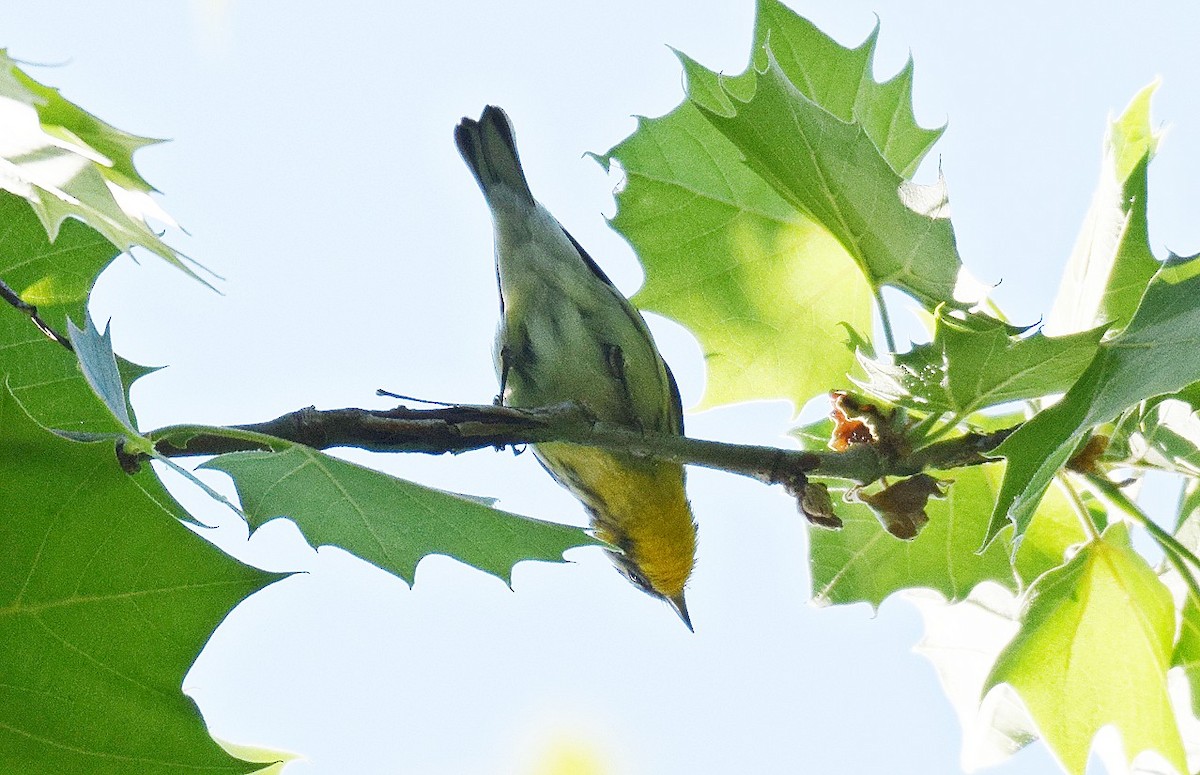 Yellow-throated Warbler - ML618769449