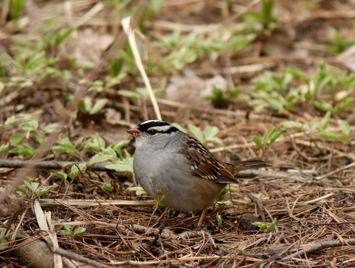 White-crowned Sparrow - ML618769451